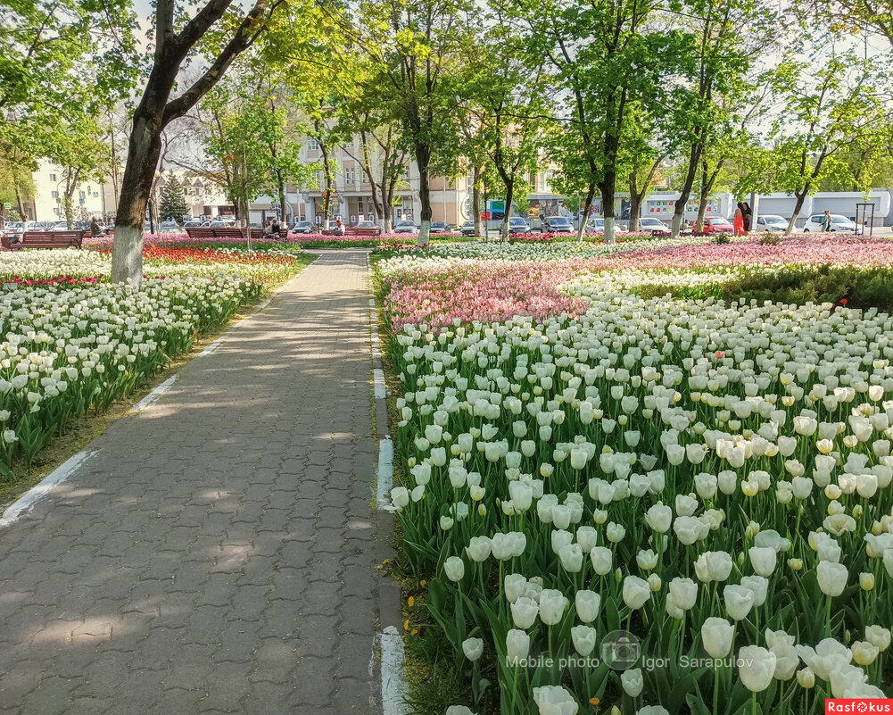 Тюльпановые дни в Белгороде - Игорь Сарапулов Тюльпановые дни в Белгороде - Игорь Сарапулов