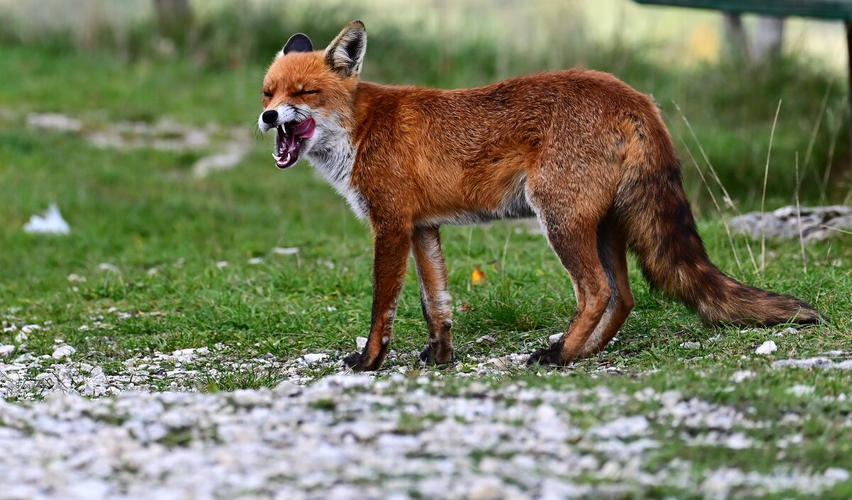 Хитрюга - Светлана Хитрюга - Светлана