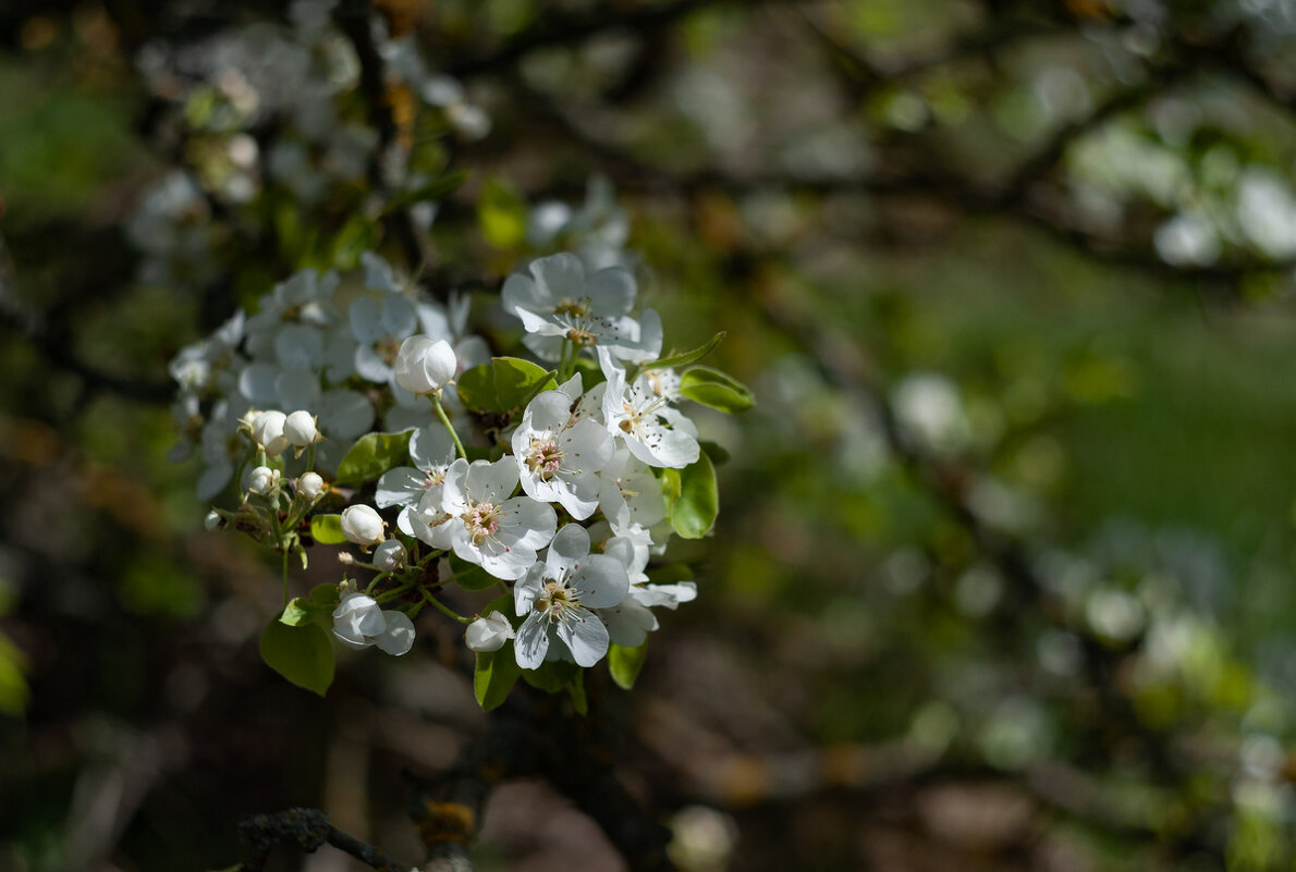 ... - василий 
