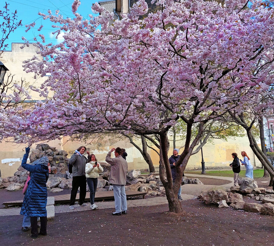 Сакура расцвела в Саду Дружбы - Ирина Румянцева