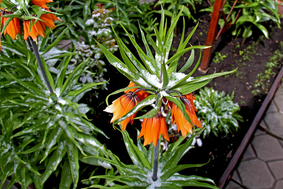 Зима в апреле. Самара. 28.04.25 - MILAV V