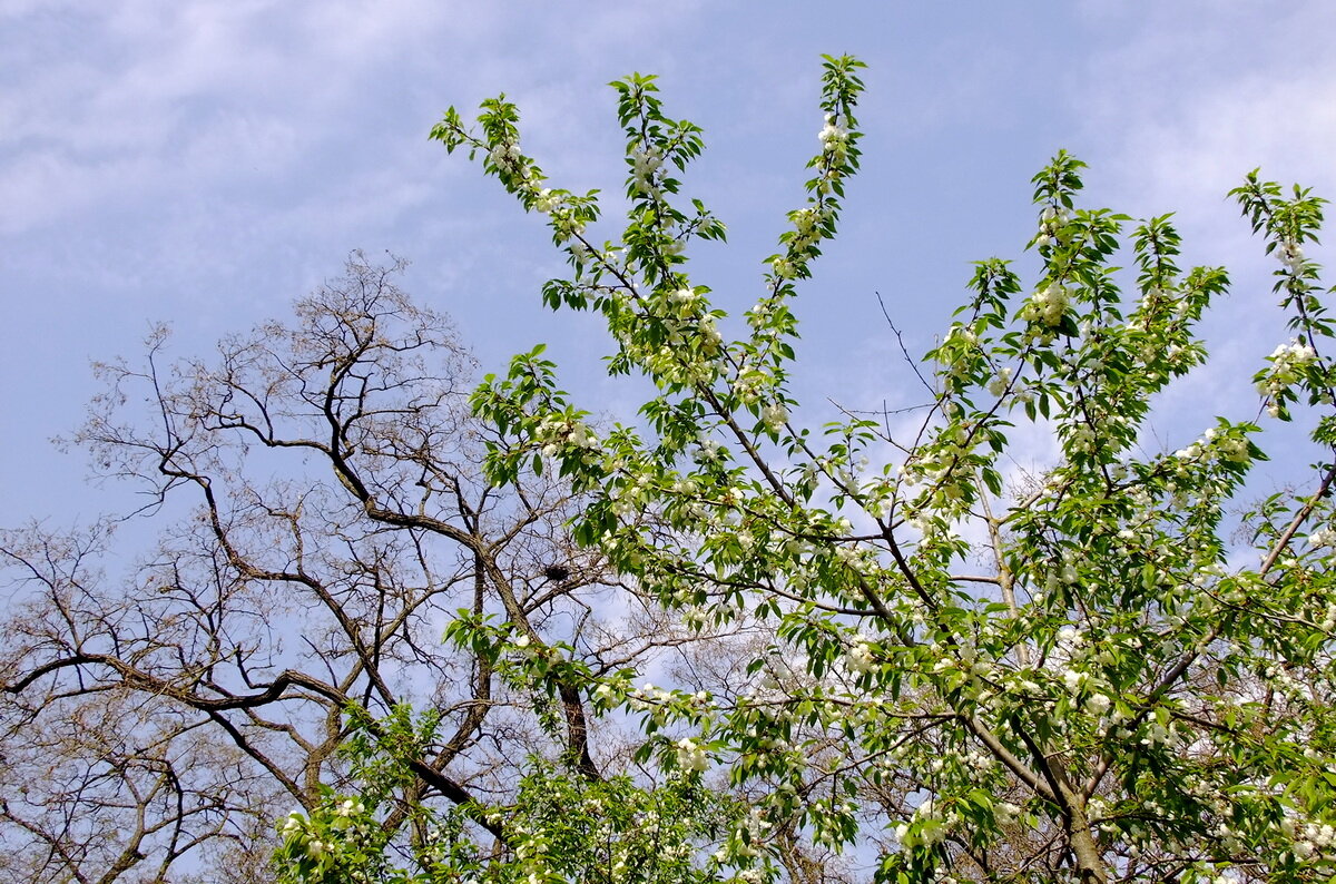 Махровая черешня - Фёдор Меркурьев