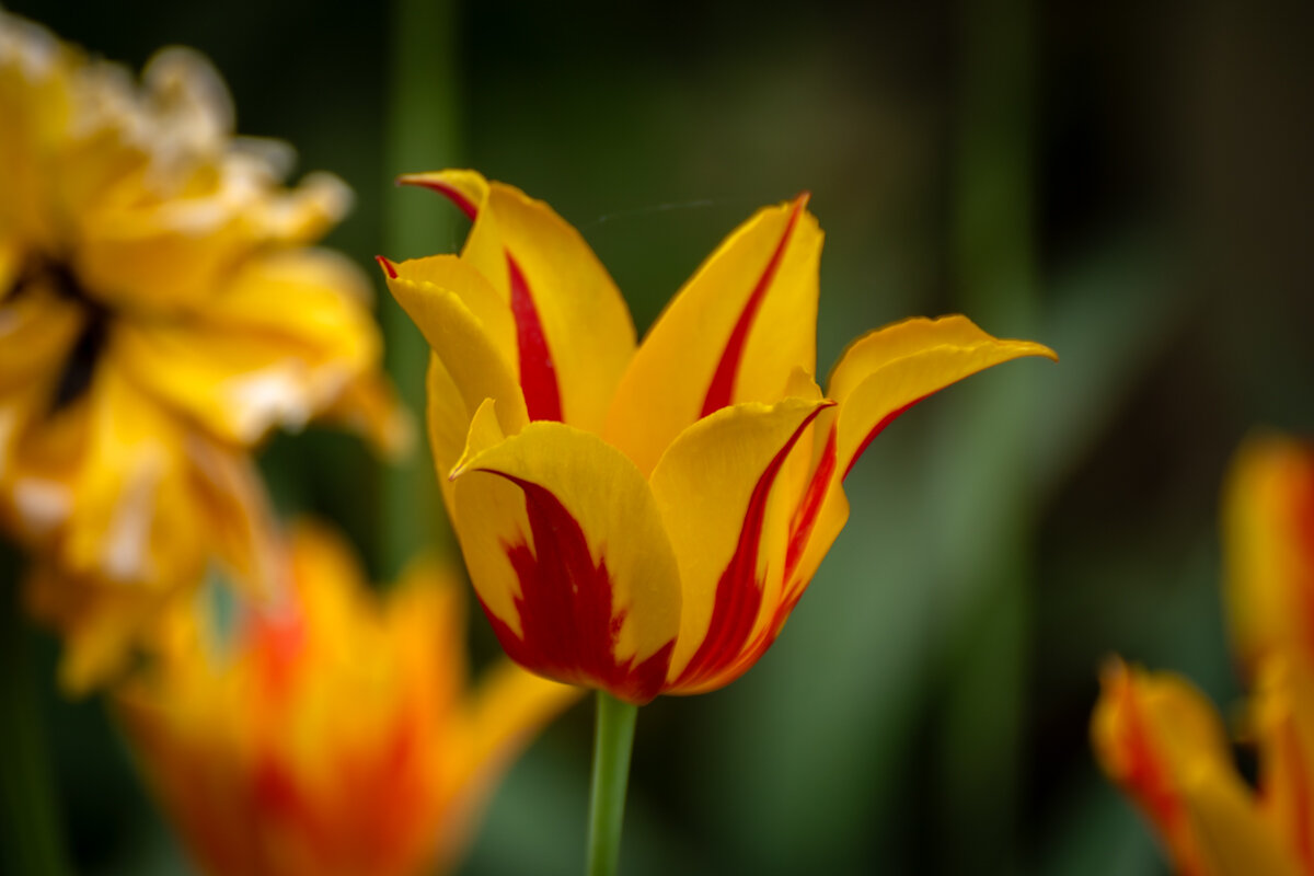 Тюльпан - Игорь Сикорский