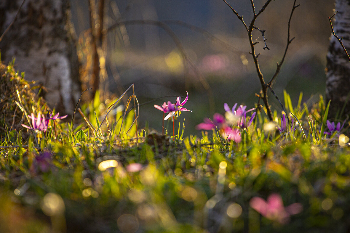 Кандыки. - Георгий 