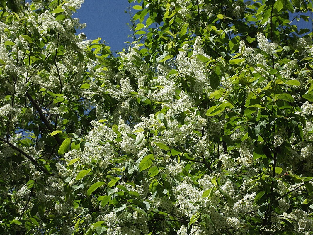 Дурманящий запах медовый - Freddy 97 Дурманящий запах медовый - Freddy 97