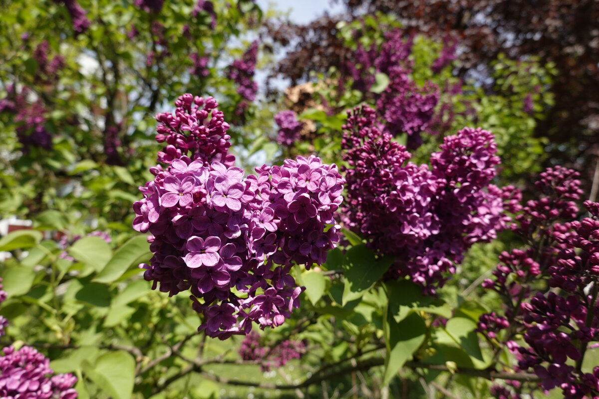 Гроздья сирени льют аромат,... - Галина Гроздья сирени льют аромат,... - Галина