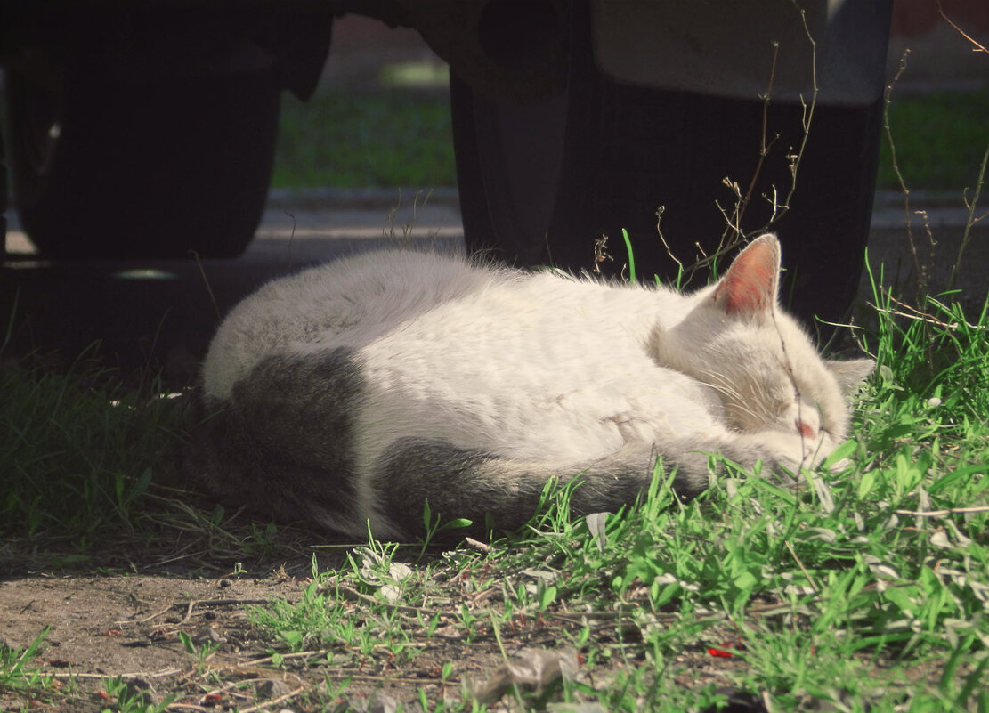 киса сладко спит - Лера 