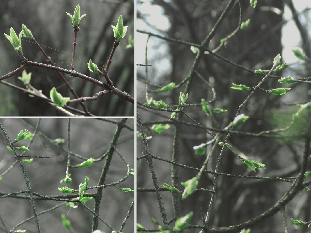 листики проклюнулись - Лера 