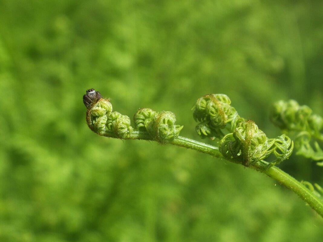 ** - Зоя Мишина ** - Зоя Мишина