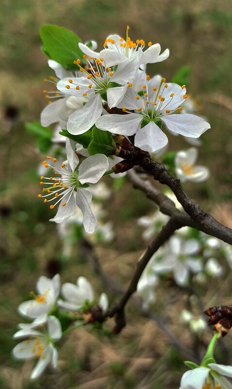 Слива цветёт! - veilins veilins