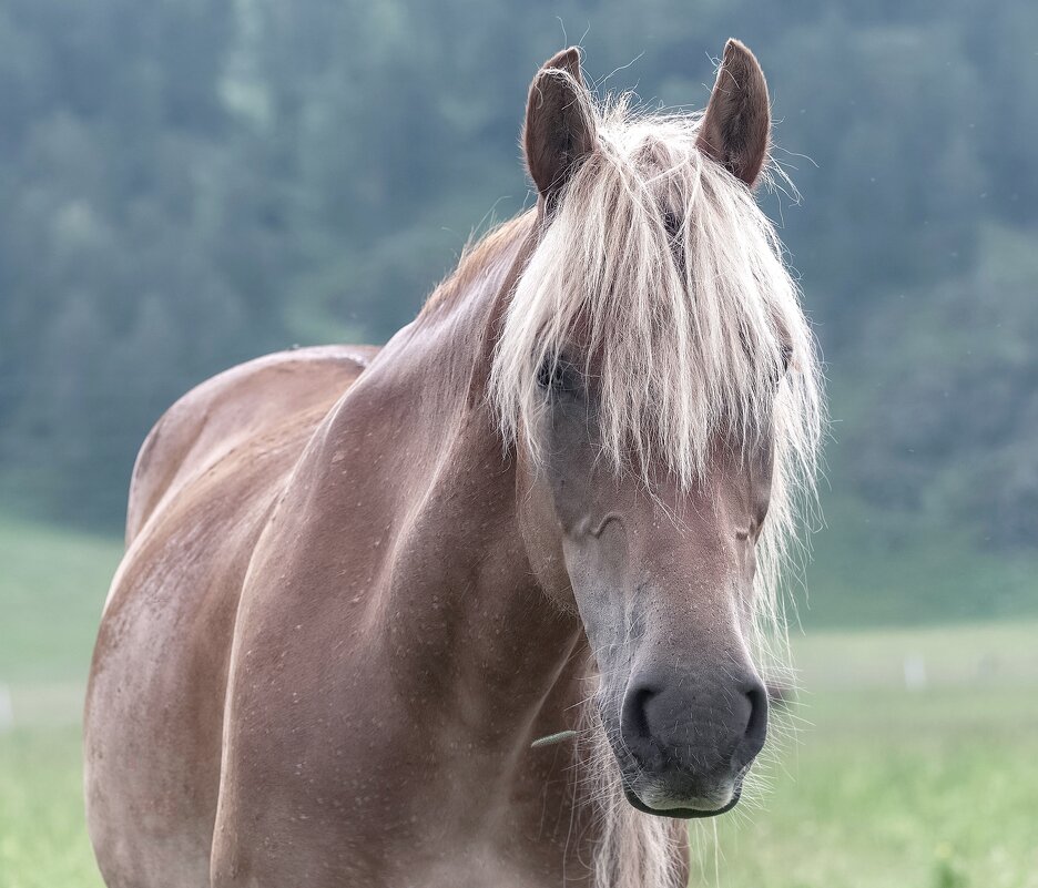 Портрет - Марина Фомина. Портрет - Марина Фомина.