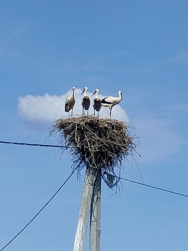 Аисты - Ирэн 