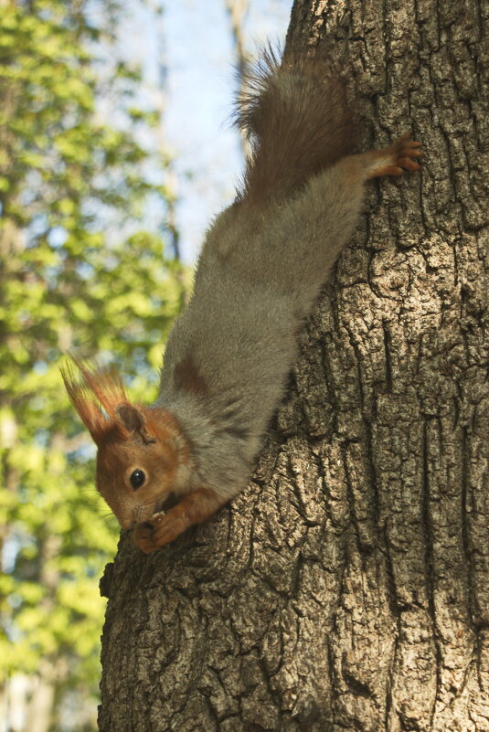 растяжка - Владимир Зырянов растяжка - Владимир Зырянов