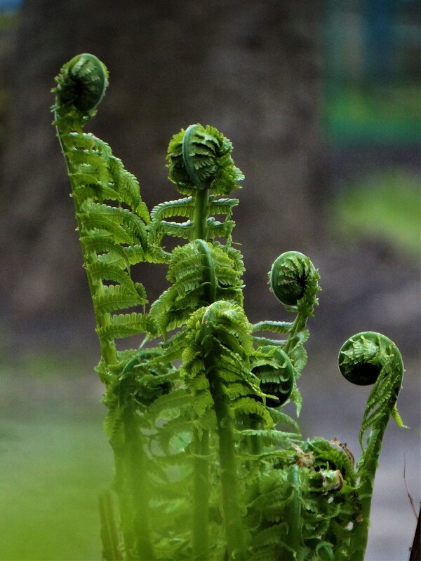 Зеленые человечки - Елена Макарова Зеленые человечки - Елена Макарова