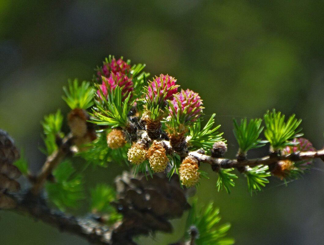 Новые шишки - Елена Макарова Новые шишки - Елена Макарова
