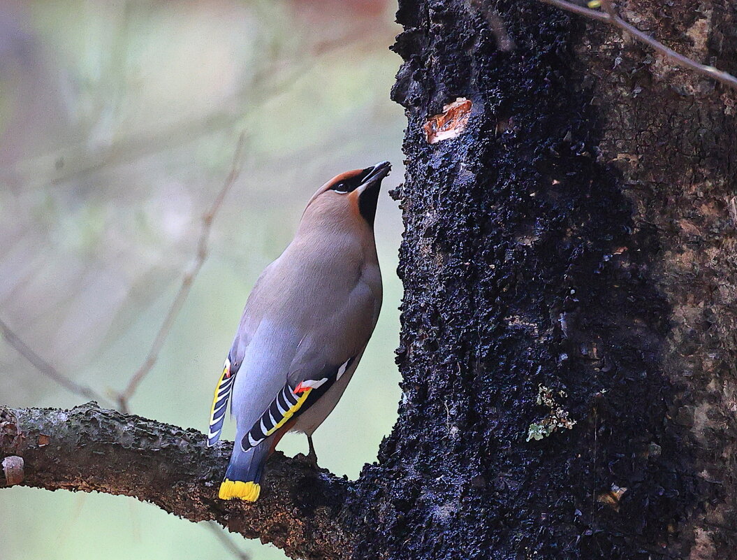 Березовый сок - Владилен Панченко