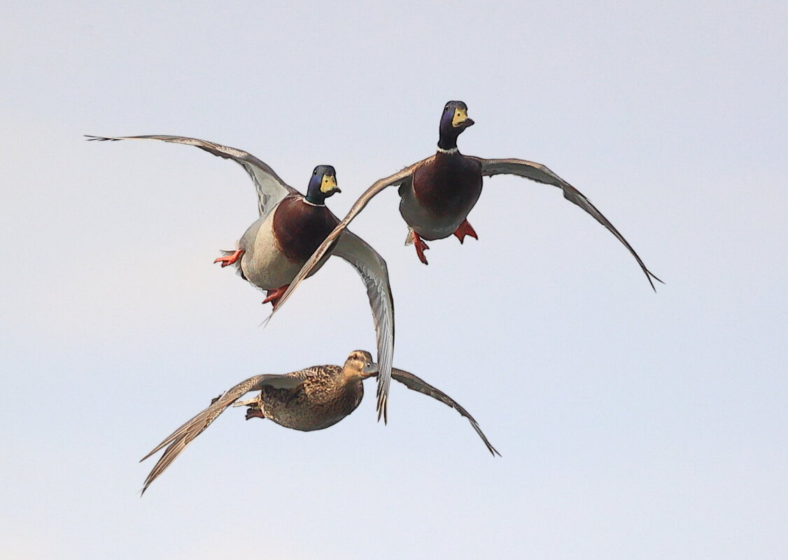 Утиный "треугольник" - Владилен Панченко Утиный "треугольник" - Владилен Панченко