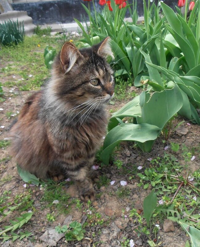 Сторожевой кот Мура :) - Наталья Сторожевой кот Мура :) - Наталья