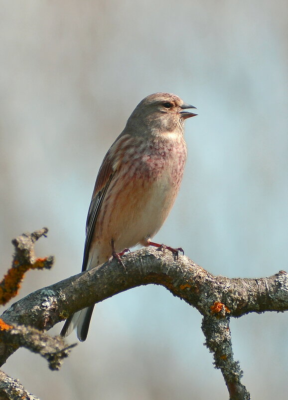 Коноплянка - Владислав Иопек