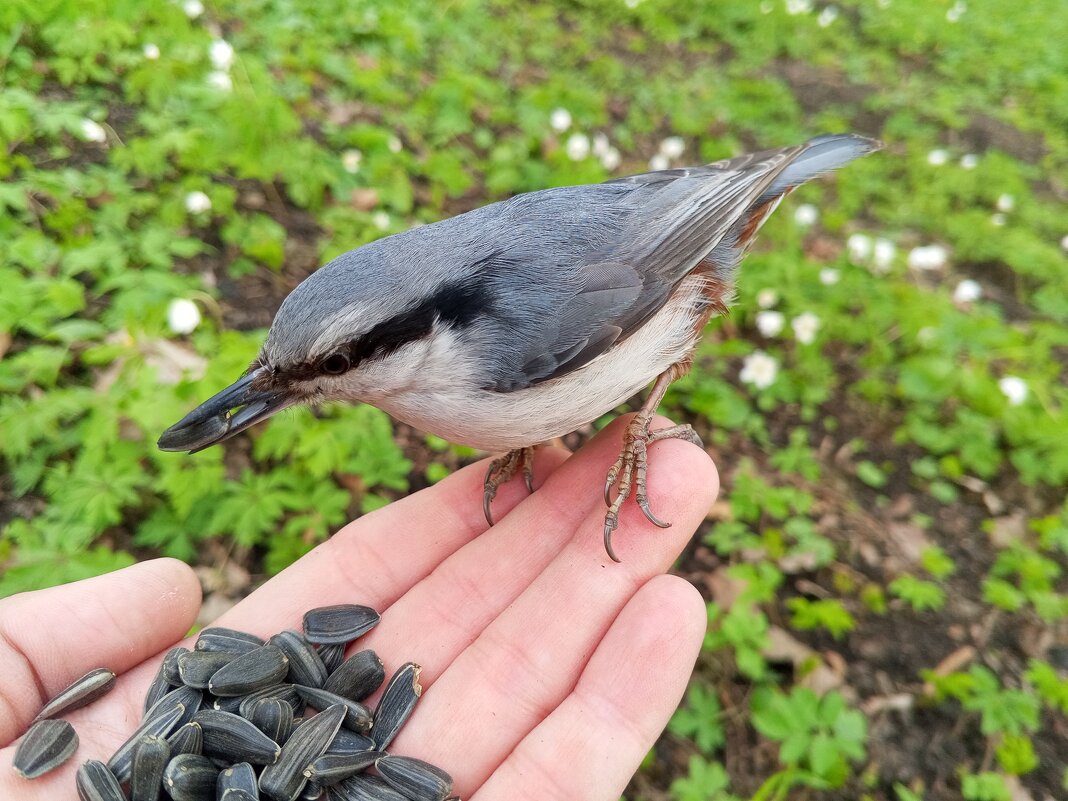Поползень - Сапсан Поползень - Сапсан