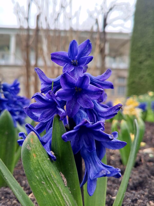 Гиацинт - Сапсан 