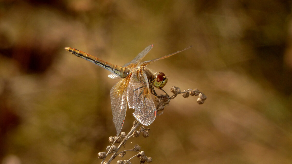 немного про стрекоз 7 - Александр Прокудин