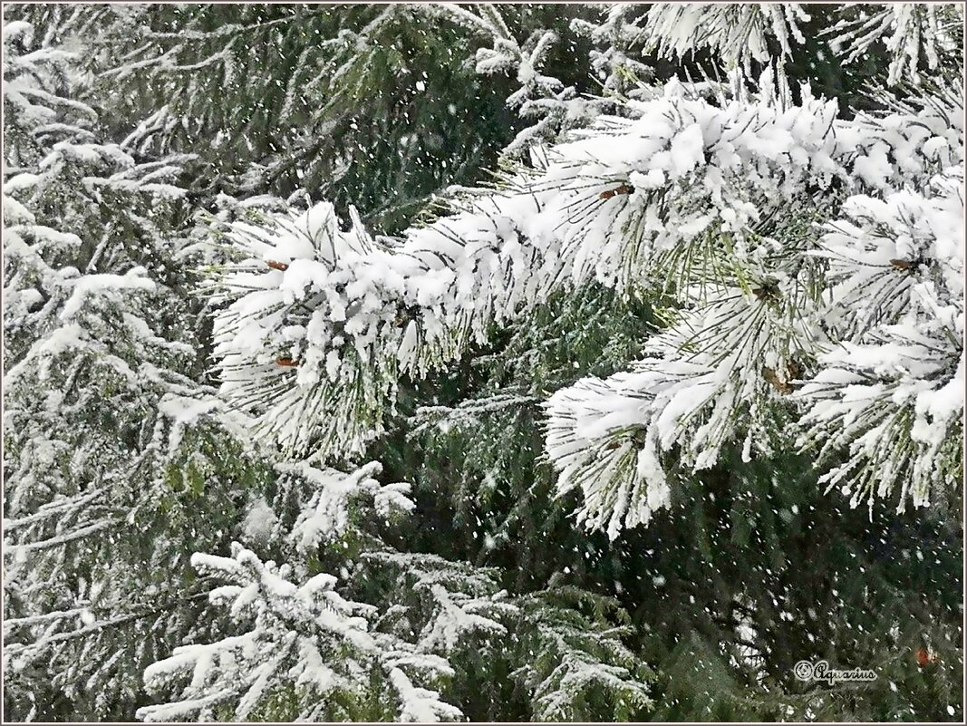 ❝ Никогда такого не было, и вот опять! ❞ - Aquarius - Сергей