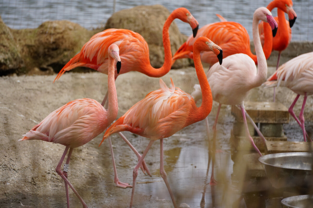 Фламинго - Иван Литвинов Фламинго - Иван Литвинов