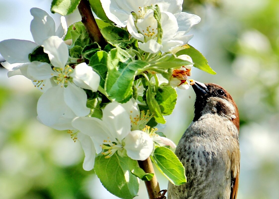 Какую вкусняшку добыл воробей! - Восковых Анна Васильевна Какую вкусняшку добыл воробей! - Восковых Анна Васильевна