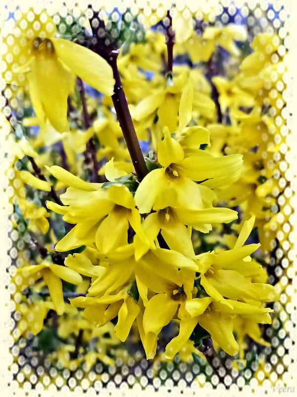 Форзиция - Veera V Форзиция - Veera V