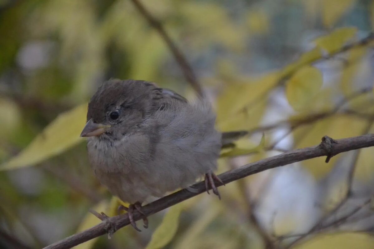 Желторотик - Надежда 