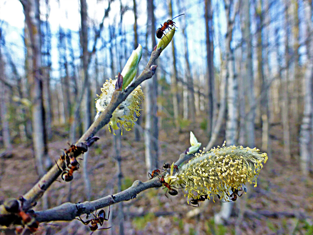 Май...Верба и муравьи! - Владимир Май...Верба и муравьи! - Владимир