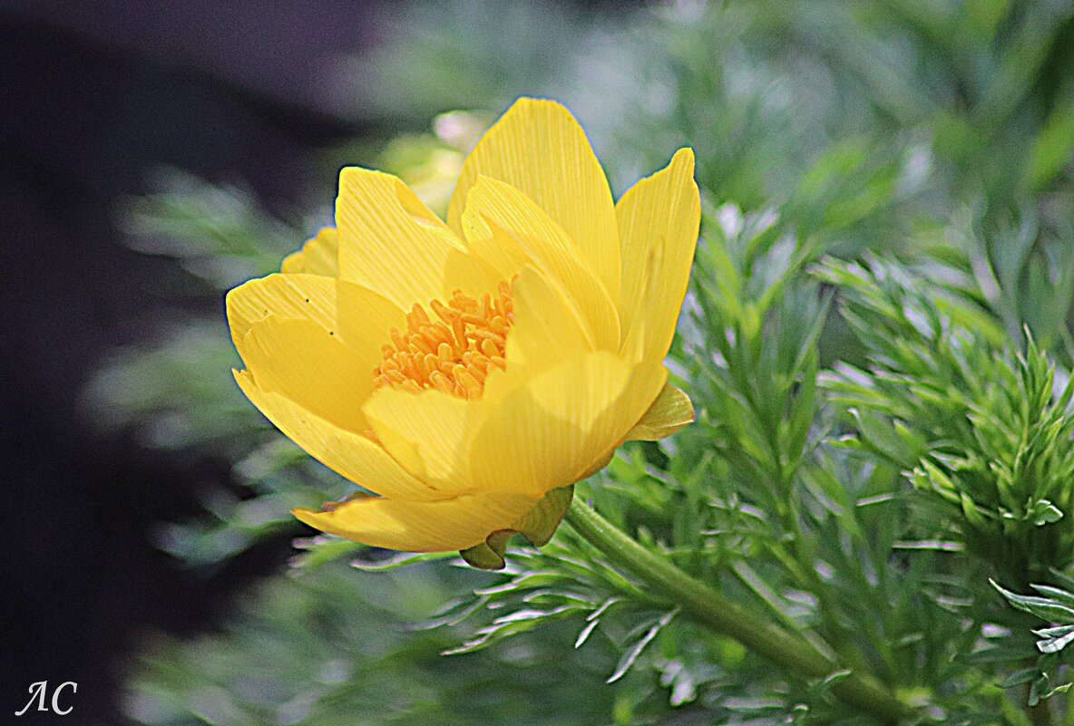 Адонис весенний - Любовь Сахарова Адонис весенний - Любовь Сахарова