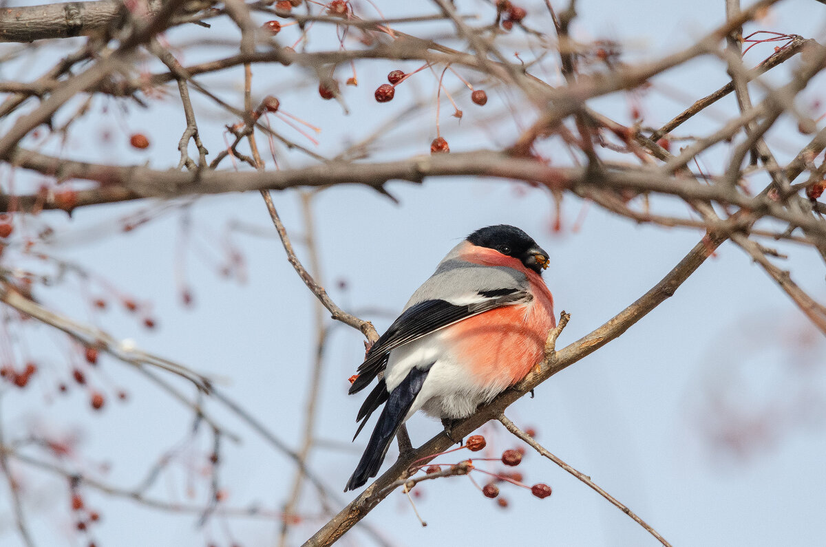 Снегирь. - Виктор Иванович Чернюк