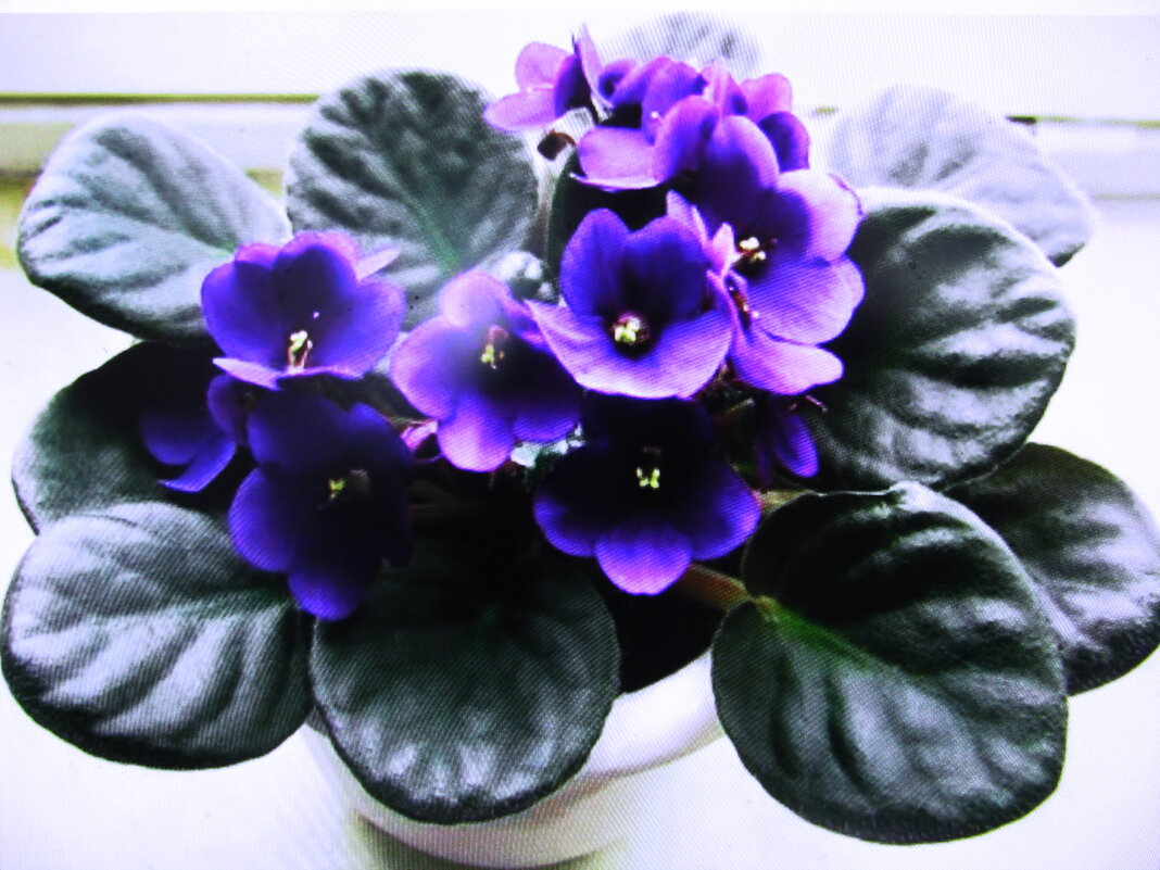 На окошке - Людмила Смородинская