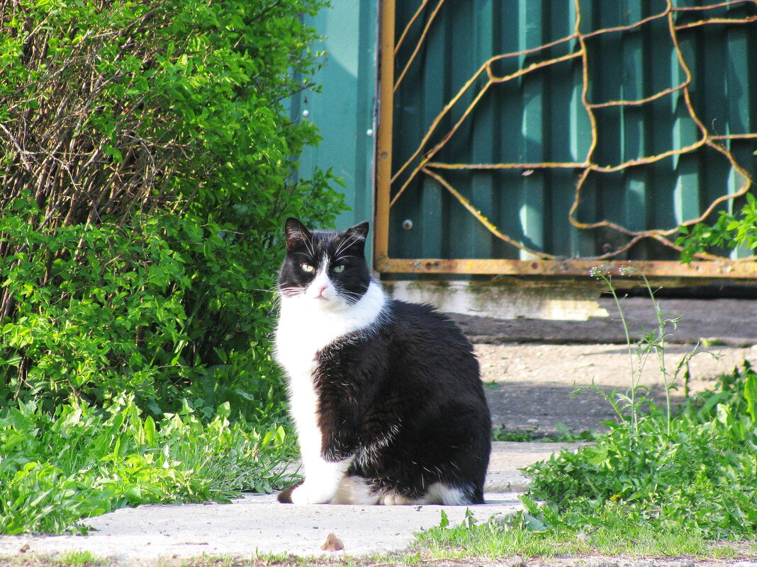 Решил на улицу выйти - Людмила Смородинская