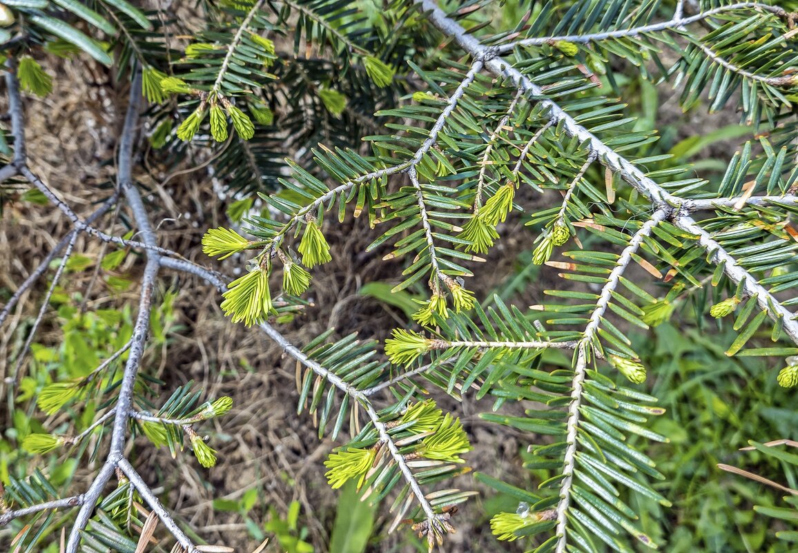 Молодо-зелено - Валерий Иванович