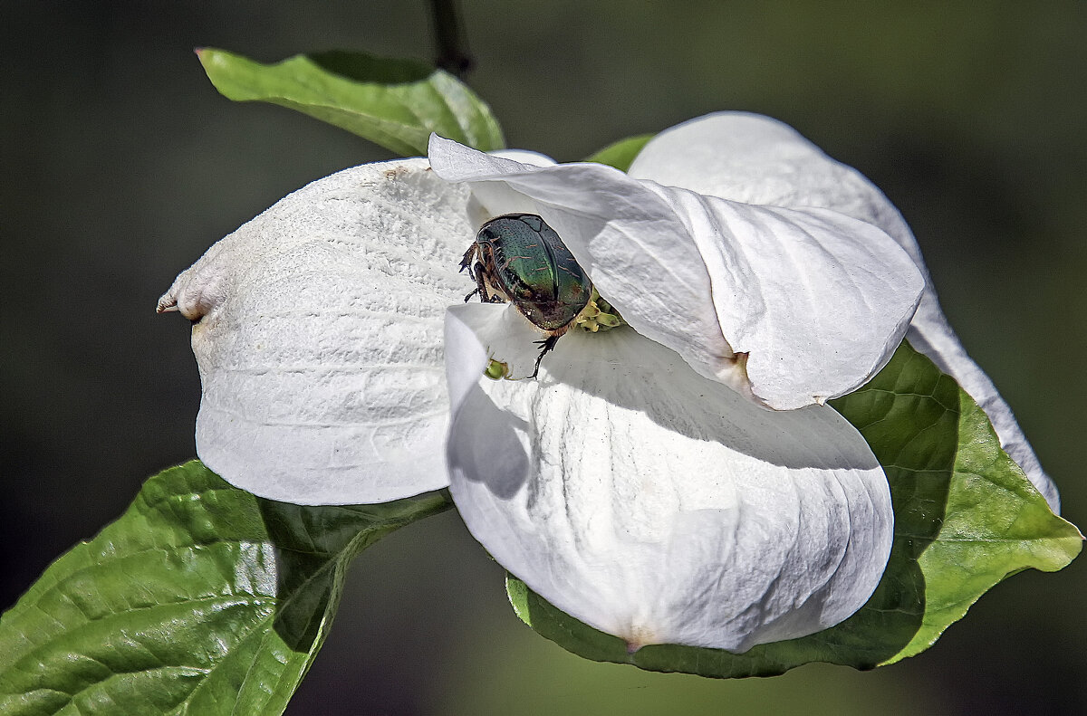 Спрятался - Андроник Александр Спрятался - Андроник Александр