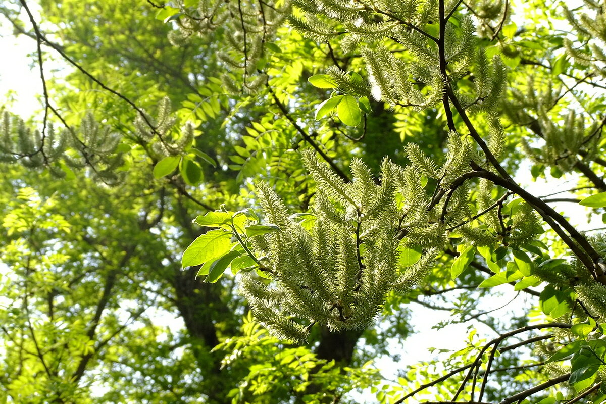 °✓° - Фёдор Меркурьев