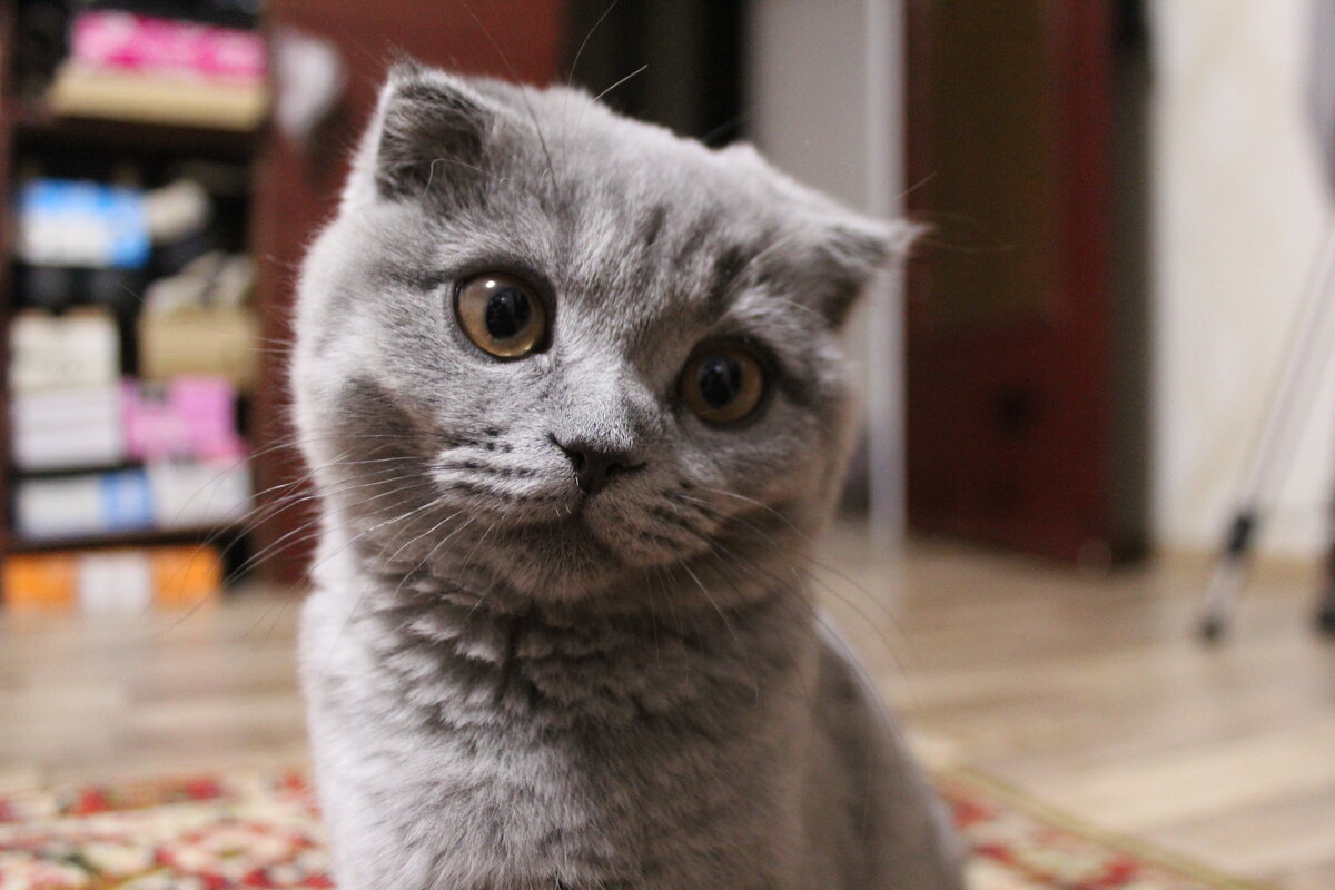 Катюша - Марсель Валеев