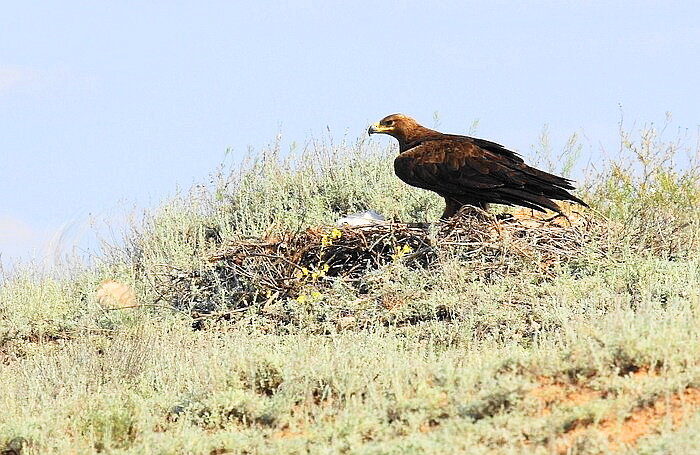 Степной орёл. - Александр Владимирович Никитенко
