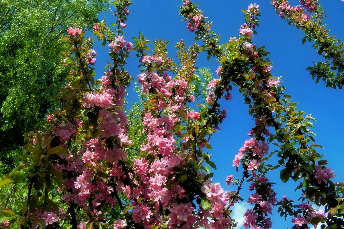 Согретые солнцем, зацвели. - Татьяна Помогалова