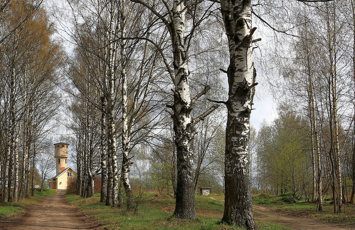 Павловские Колтуши - Александр Алексеенко
