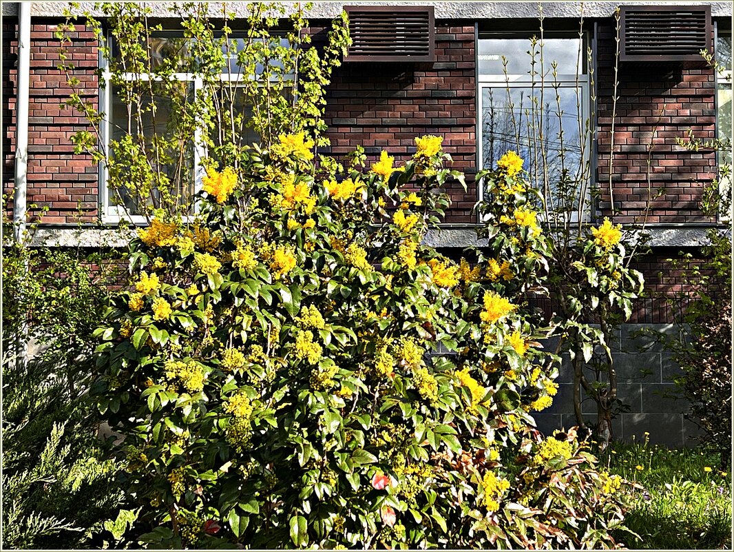 Магошия. - Валерия Комова Магошия. - Валерия Комова