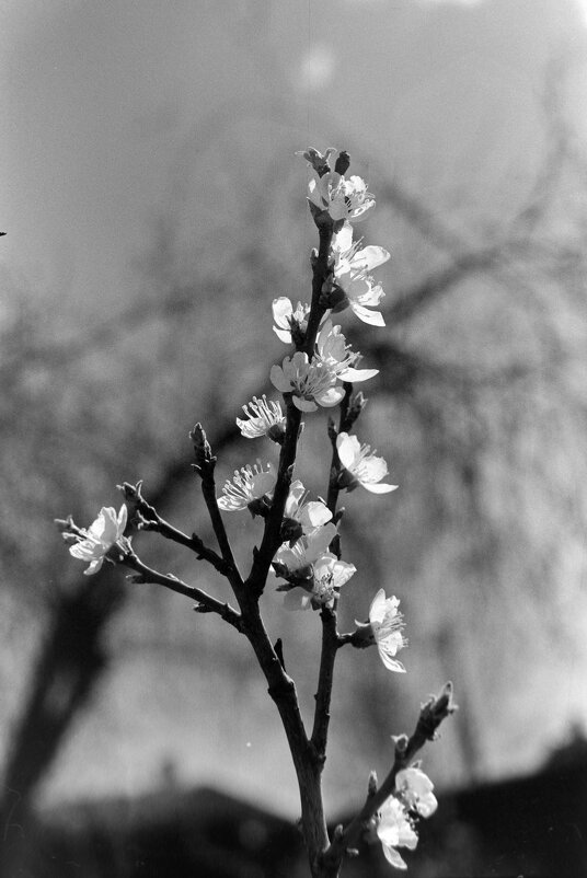 Цветение абрикоса в апреле. Фото на плёнку. - Олег Зоркий