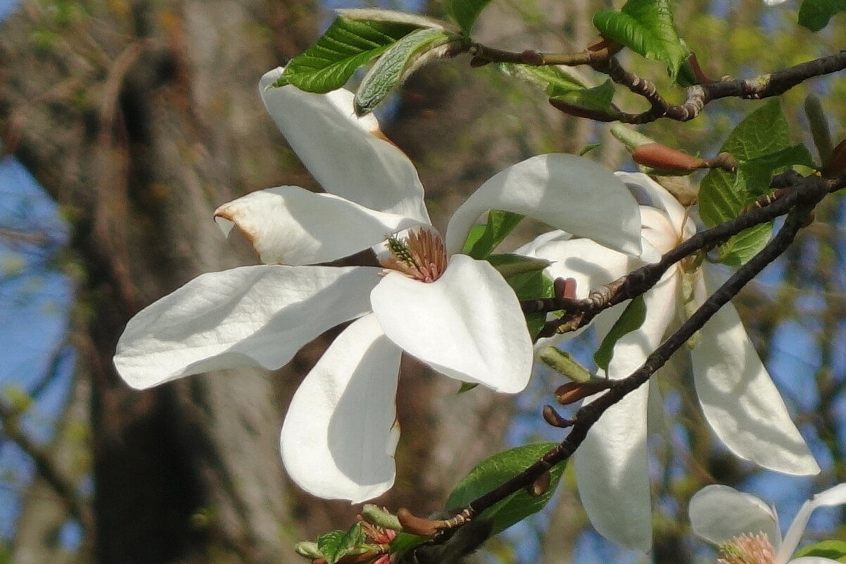 Цветок Магнолии - Рита Симонова
