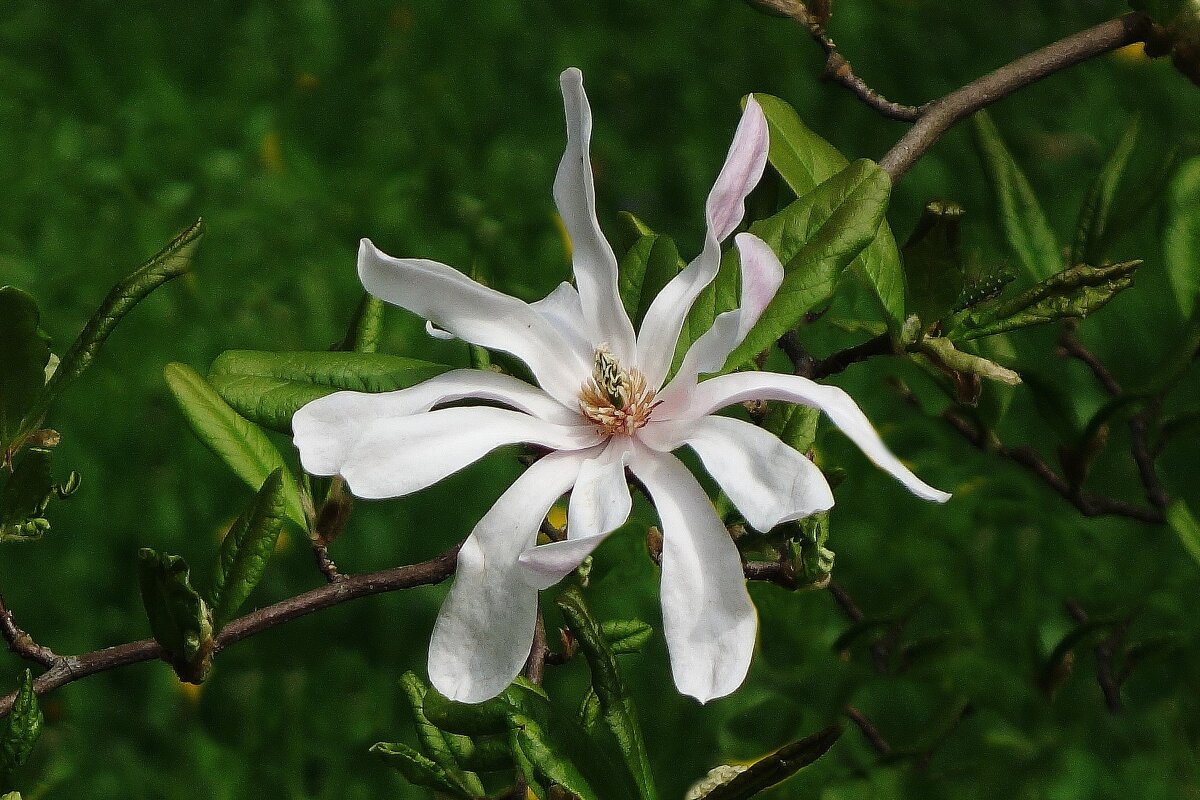 Цветок Магнолии - Рита Симонова
