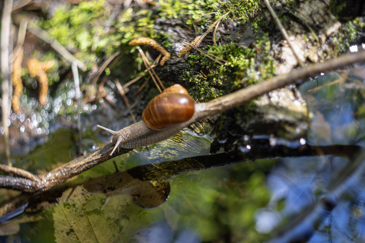Переправа - sorovey Sol Переправа - sorovey Sol