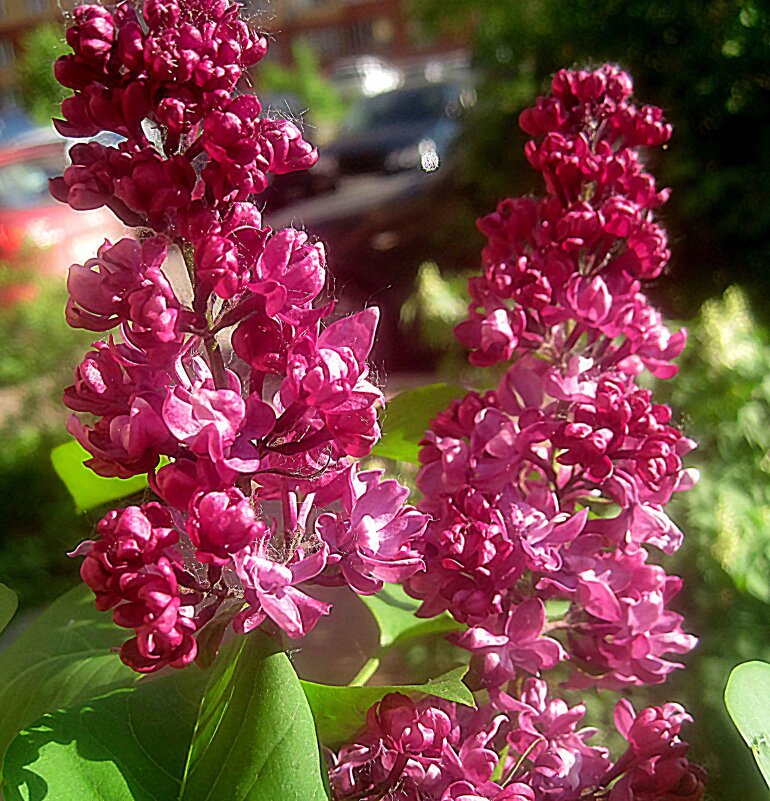 Сирень - Елена Семигина