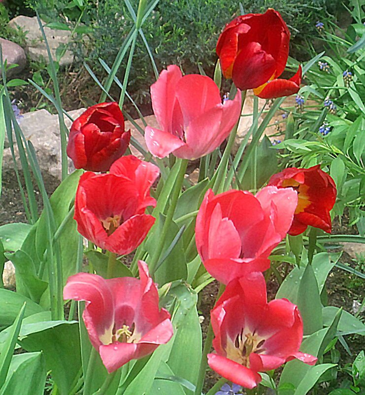 Тюльпаны на улицах города - Елена Семигина Тюльпаны на улицах города - Елена Семигина